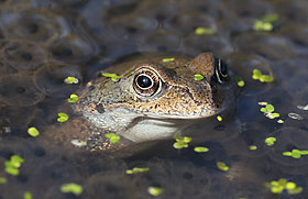 Amphibien & Reptilien in Deutschland