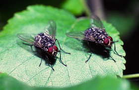 Fliegen in Deutschland