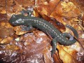 Alpensalamander Salamandra atra