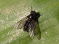Bärlauch-Erzschwebfliege Cheilosia fasciata