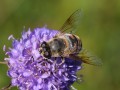 Mistbiene Eristalis tenax