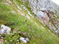 Alpines und subalpines Grasland auf basischem Gestein