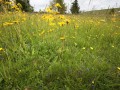 Trockene Borstgrasrasen des Flachlandes und der Mittelgebirge