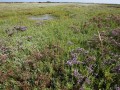 Salzwiesen der Nord- und Ostsee