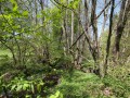 Schwarzerlen-Eschen- und Grauerlenwälder an Bächen und Flüssen im Mittelgebirge und den Alpen