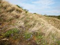 Silbergrasfluren auf Graudünen und im Binnenland