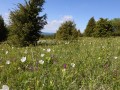 Wacholderheiden auf basischem Untergrund