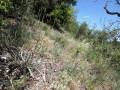Glanzlieschgras-Halbtrockenrasen auf basenärmeren Standorten