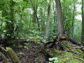 Hartholz-Auwälder an Flüssen und Strömen