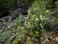 Silikat- und Blockschutthalden der Mittelgebirge und des Flachlandes