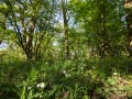 Labkraut-Eichen-Hainbuchenwälder auf warm-trockenen Standorten