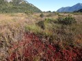 Torfmoos-Moosbeeren-Gesellschaften in naturnahen Hochmooren