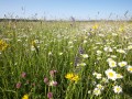 Glatthaferwiese der tiefen und mittleren Lagen