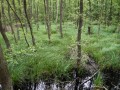 Schwarzerlen-Bruchwälder