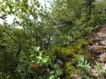 Trockenwarme Buchsbaum-Gebüsche an Felshängen