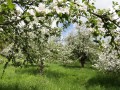 Streuobstwiesen