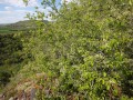 Zwergkirschen- und Steinweichsel-Gebüsche an trockenwarmen Felshängen