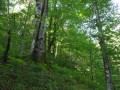 Tannen-Buchenwälder der Mittelgebirge und Alpen