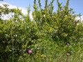 Trockenwarme Waldränder und Gebüsche mit Berberitzen