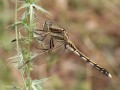 Östlicher Blaupfeil Orthetrum albistylum