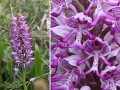 Affen-Knabenkraut Orchis simia