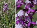 Helm-Knabenkraut Orchis militaris