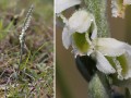 Herbst-Wendelorchis Spiranthes spiralis