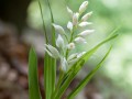 Langblättriges Waldvöglein Cephalanthera longifolia