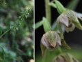 Müller-Ständelwurz Epipactis muelleri