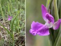 Sumpf-Knabenkraut Anacamptis palustris