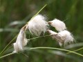 Schmalblättriges Wollgras