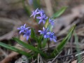 Zweiblättriger Blaustern