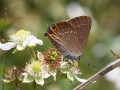 Brauner Eichen-Zipfelfalter Satyrium ilicis