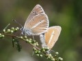 Weißdolch-Bläuling Polyommatus damon