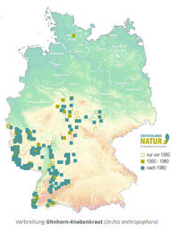 Verbreitung Orchis anthropophora