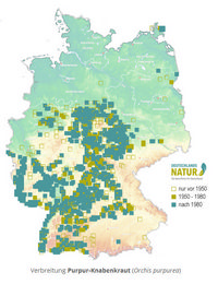 Verbreitung Orchis purpurea