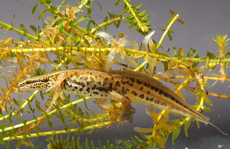 Fadenmolch (Triturus helveticus)