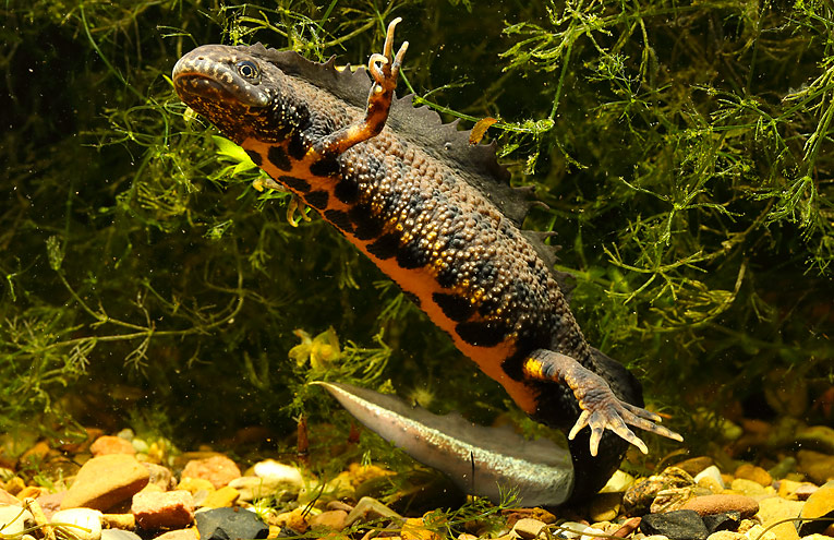 Kammmolch (Triturus cristatus)