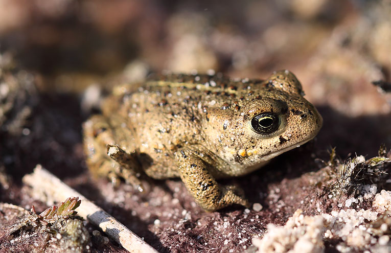 Kreuzkröte  (Bufo calamita)