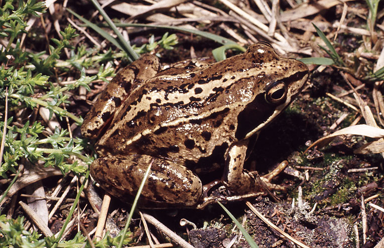 Moorfrosch (Rana arvalis)