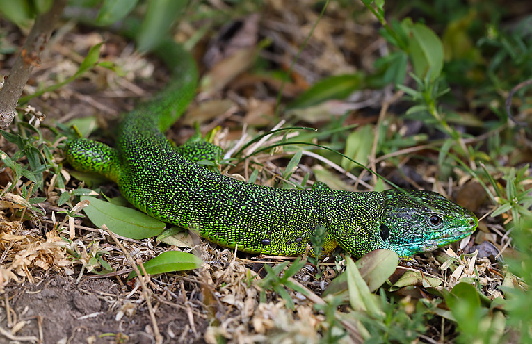 Östliche Smaragdeidechse (Lacerta viridis)