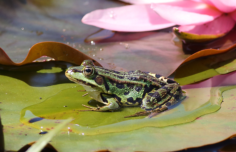 Seefrosch (Rana ridibunda)