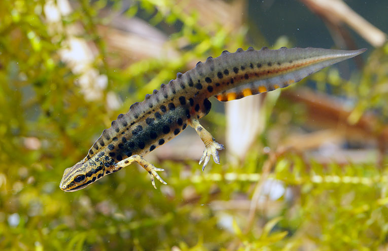 Teichmolch (Triturus vulgaris)