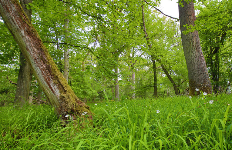 Die Vegetation Mitteleuropas mit den Alpen