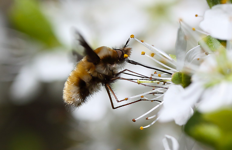 Große Wollschweber (Bombylius major)