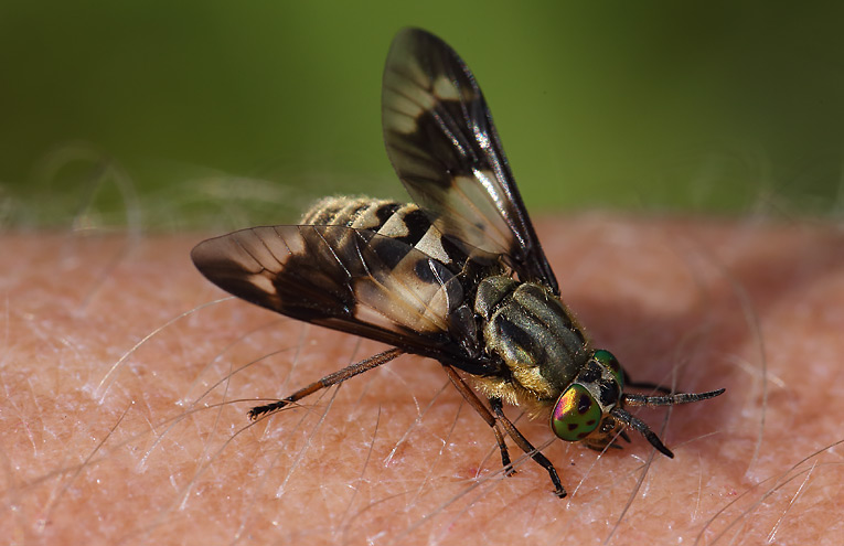 Goldaugenbremse (Chrysops relictus)