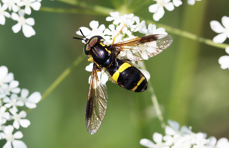 Zweiband-Wespenschwebfliege (Chrysotoxum bicinctum)