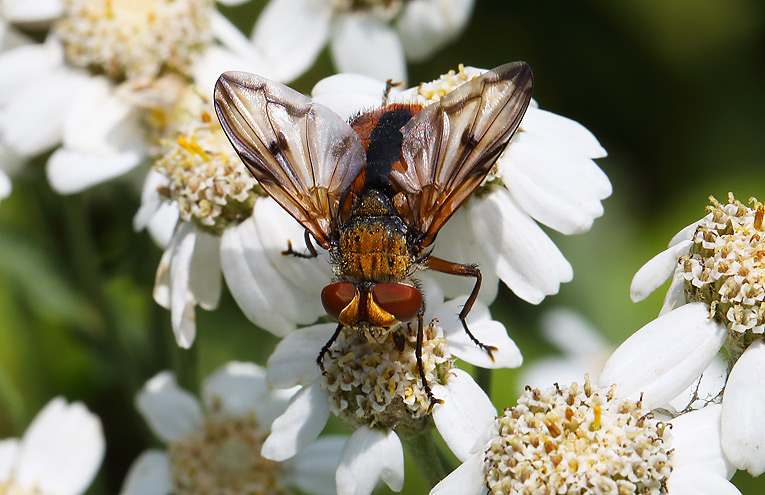 Breitflügelige Raupenfliege (Ectophasia crassipennis)