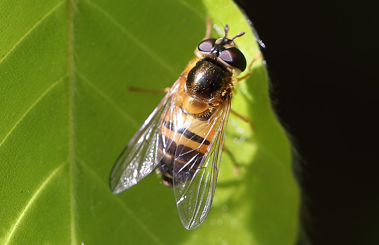 Zweiband-Wiesenschwebfliege (Epistrophe eligans)