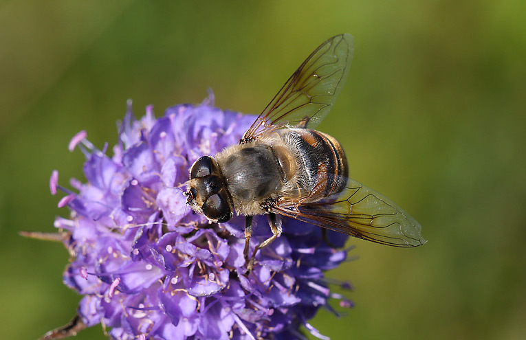 Mistbiene (Eristalis tenax)